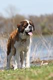 SAINT BERNARD 116